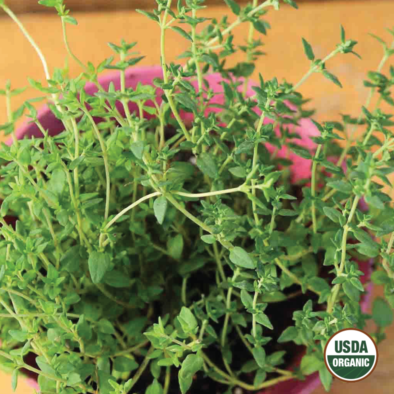 A potted plant of Thyme with a USDA organic label, showing lush green leaves.
